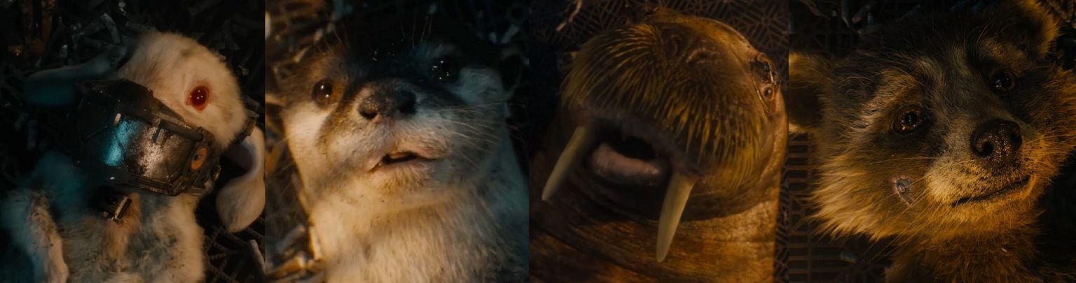 Qu Fue Lo Que Le Hizo El Alto Evolucionador A Rocket Raccoon qu-fue-lo-que-le-hizo-el-alto-evolucionador-a-rocket-raccoon